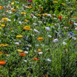 Photo Colorful flowers