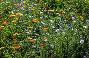 Photo Colorful flowers