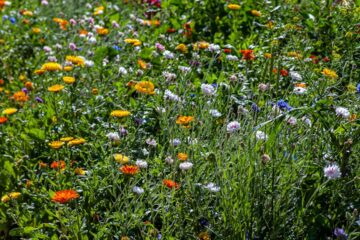 Photo Colorful flowers