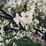Photo The type of spring beauty
