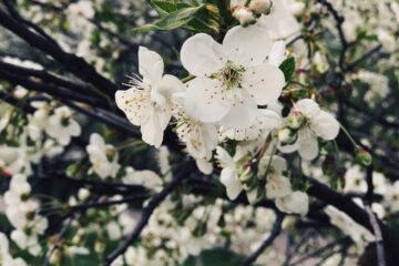 Photo The type of spring beauty