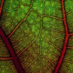 Photo complementary colors