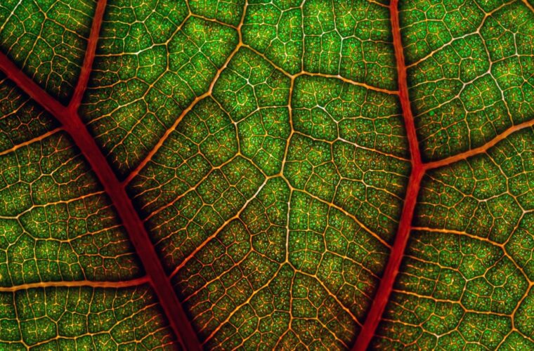 Photo complementary colors